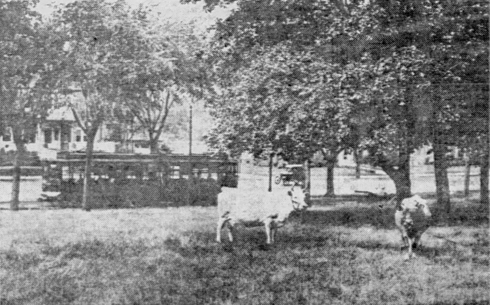 Cows at the Cotton Estate, 357 Kent St., 1925